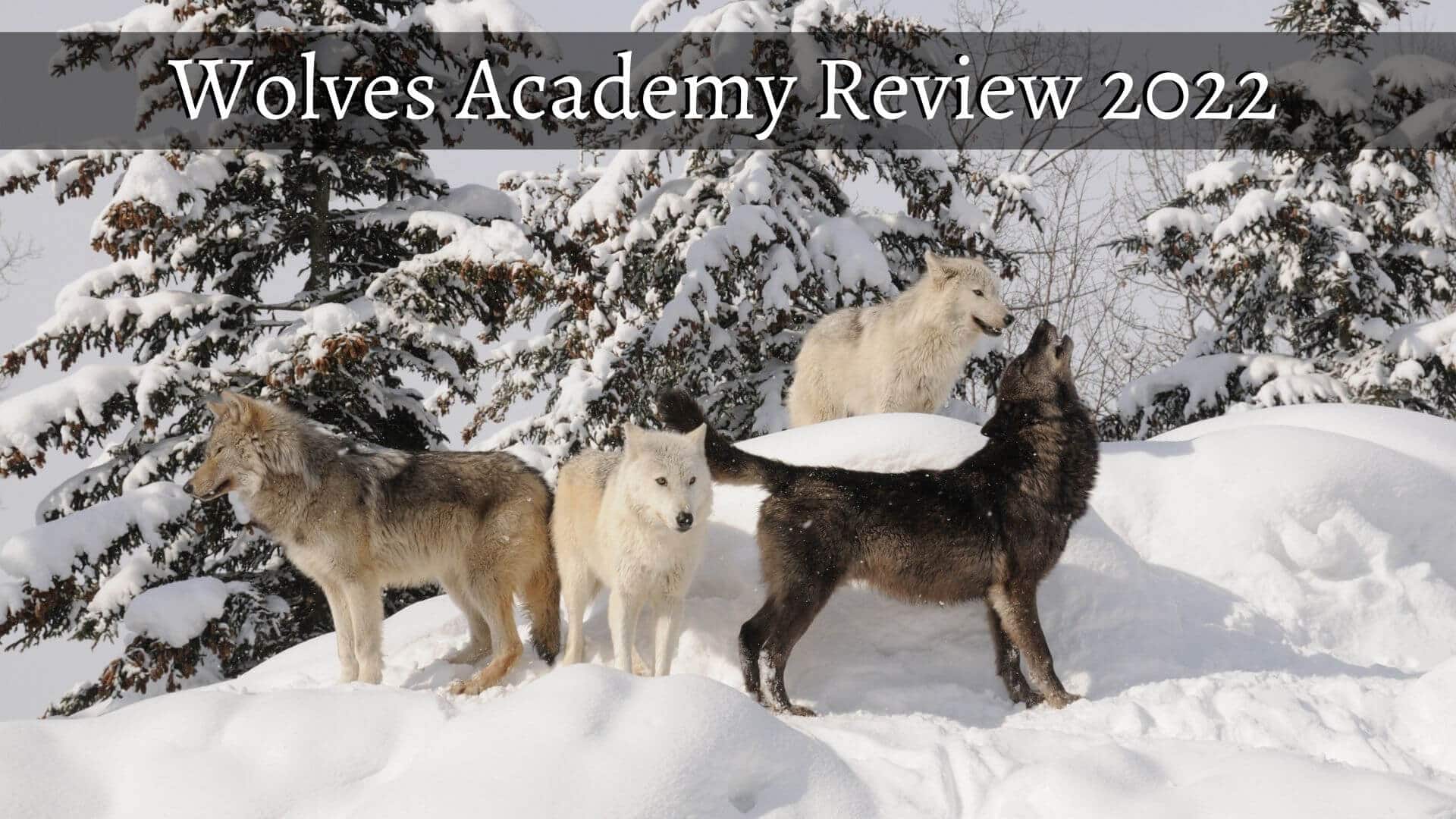 Wolves Academy Review 2022 – Awesome or Deceptive?